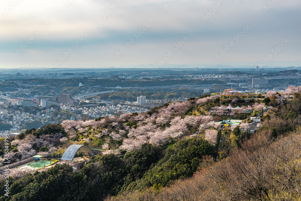 須磨山と桜の夕景