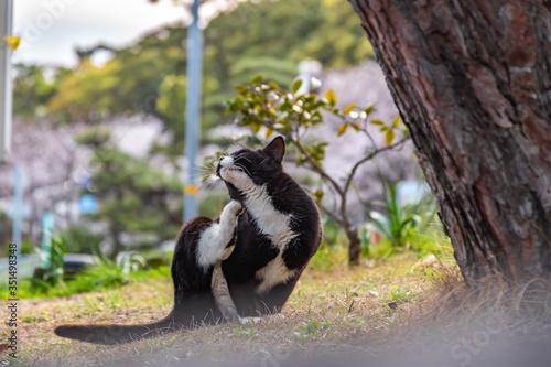 駅前でくつろぐ猫