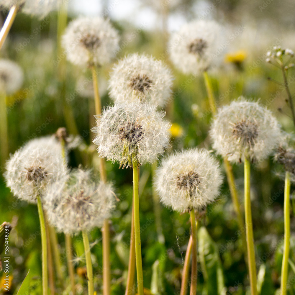 Dandelion heads