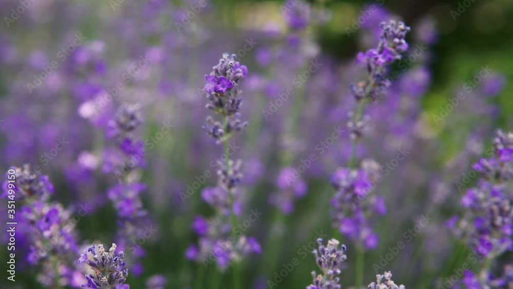Bushes of flowering lavender on the field. Close-up. Bushes of flowering lavender on the field. Close-up.