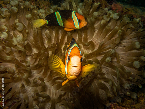 Clownfish (Clark's enemonefish) at its beautiful home in a sea anemone at a Puerto Galera reef in the Philippines photo