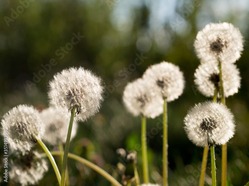 Dandelion heads