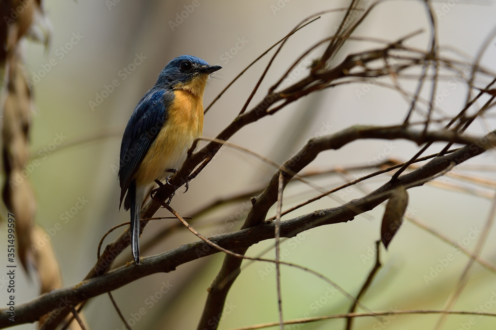 Tickell's blue flycatcher is a small passerine bird in the flycatcher family. This is an insectivorous species which breeds in tropical Asia Tickell's blue flycatcher is a small passerine bird in the flycatcher family. This is an insectivorous species which breeds in tropical Asia