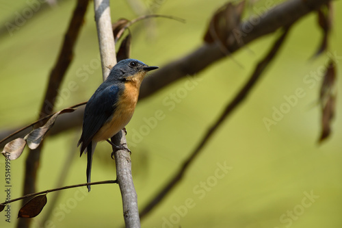 Tickell's blue flycatcher is a small passerine bird in the flycatcher family. This is an insectivorous species which breeds in tropical Asia photo