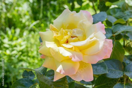 multifolia multiflora yellow rose in garden photo