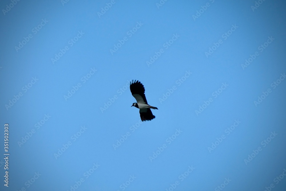 Flying bird on the sky - Vanellus vanellus