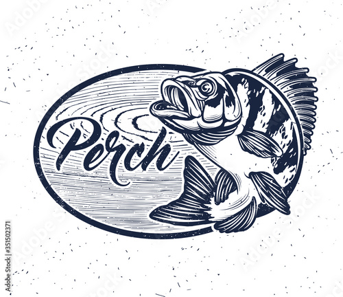 Eurasian River Perch Fish.Perch Fishing Club Emblem. Bass Fishing Logo Isolated on White Background. Vector Illustration.