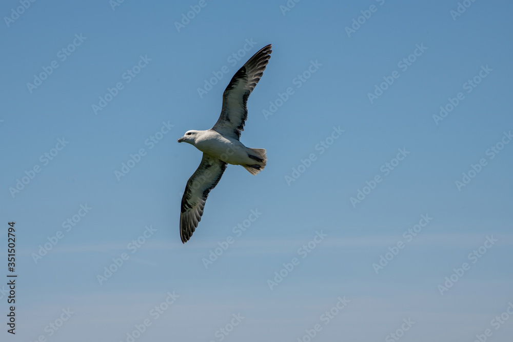 Juvenile Fulmar bird soaring above the sea in Cornwall UK Juvenile Fulmar bird soaring above the sea in Cornwall UK