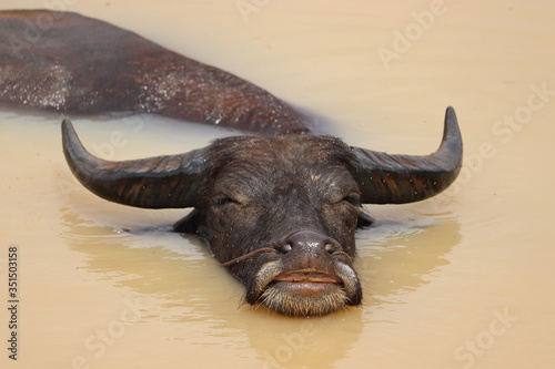Happy smiling buffalo in Swamp © Atiwat
