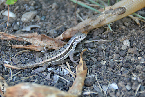 small stones and dry leaves, with the small lizard