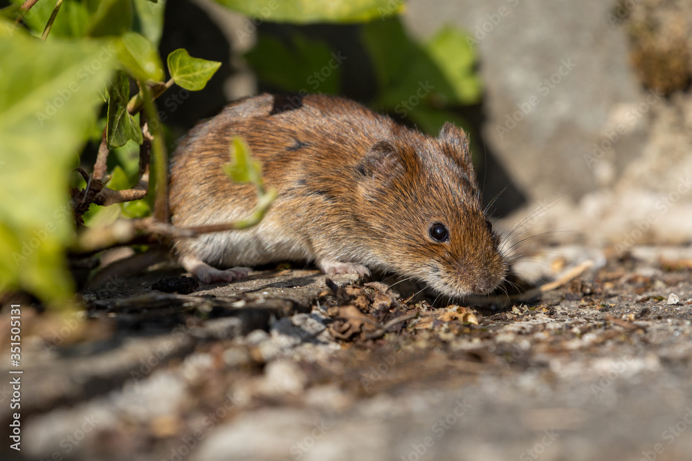 Eine Maus kommt vorsichtig aus ihrem Verseck zwischen Efeuranken Eine Maus kommt vorsichtig aus ihrem Verseck zwischen Efeuranken