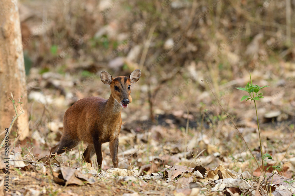 Φωτογραφία The Indian muntjac  also called the southern red muntjac and barking deer, is a deer species native to South and Southeast Asia