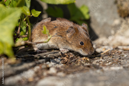 Eine Maus kommt vorsichtig aus ihrem Verseck zwischen Efeuranken