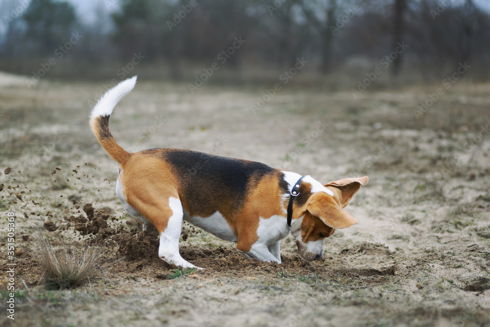 Beagle dog digging hole in the ground