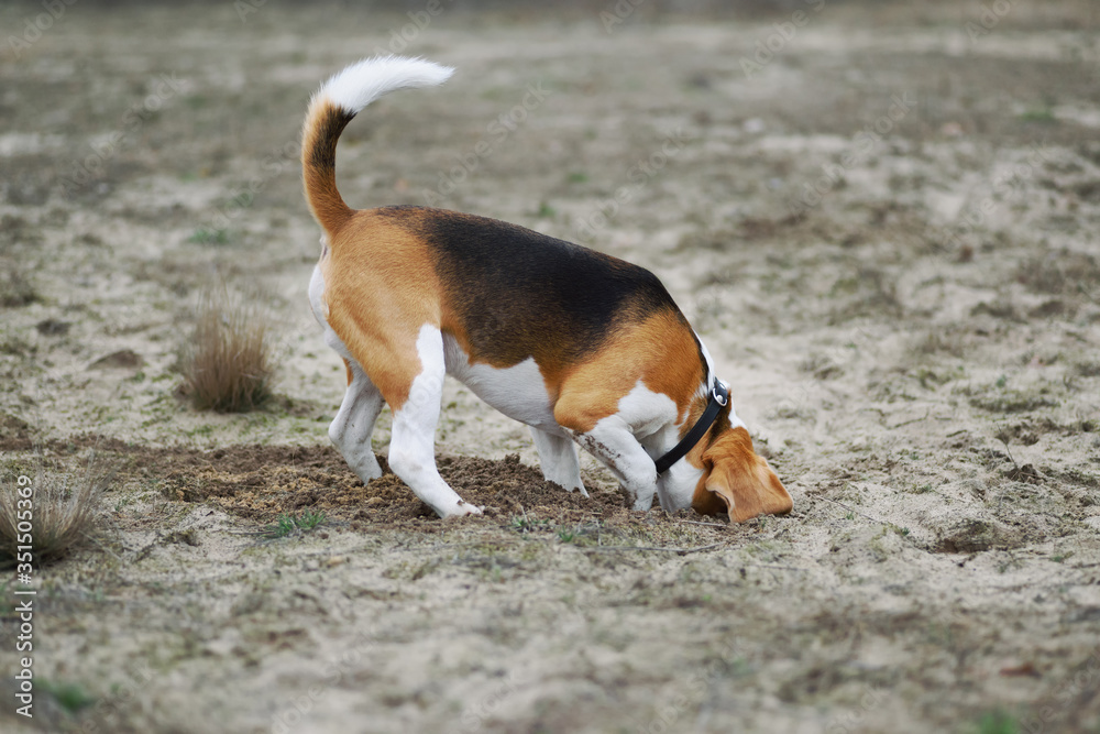 Dog digging. Beagle dog putting his head in newly dug hole in the ground