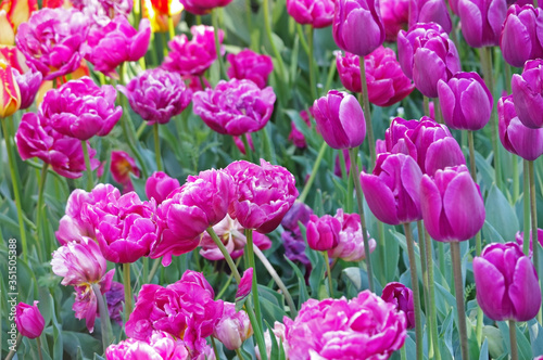 multicolored tulips on flowerbed