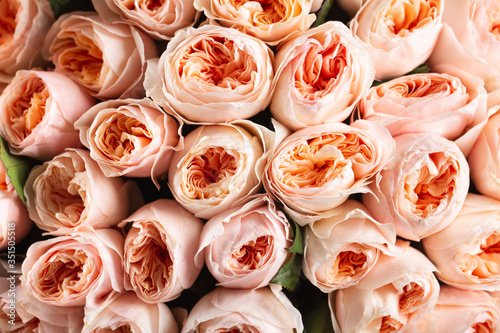 A wall of beautiful roses. Background. Close-up.