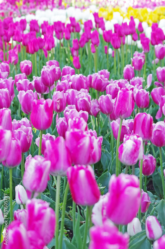 purple tulips on flowerbed