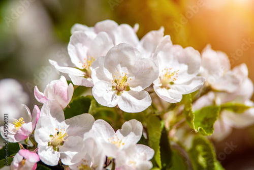 appletree blossom branch in the garden in spring
