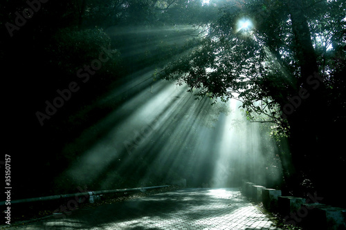 sun rays into the trees in a mountain