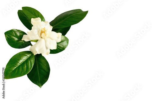 White gardenia flower a genus of flowering plants in the coffee family. Isolated on white background. © Siwapot Narukietmont