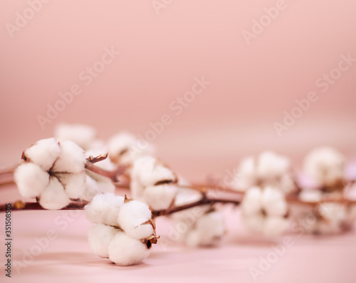Fotografi Tender pink background with cotton branches