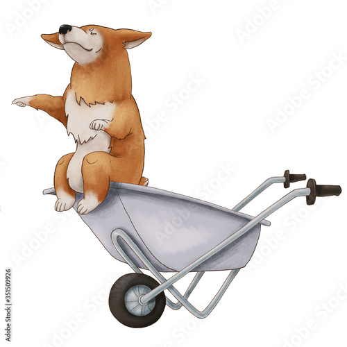 Red Corgi dog imperiously sits in a wheelbarrow. Cute eared puppy. isolated illustration on white background photo