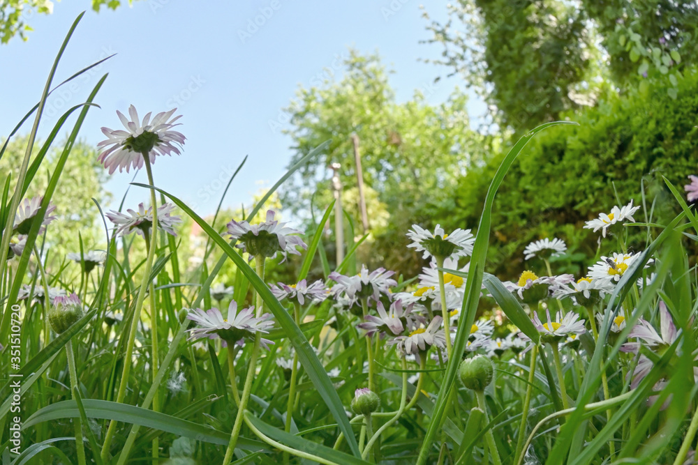 Fototapeta premium Bunch Of Common Daisy Flowers