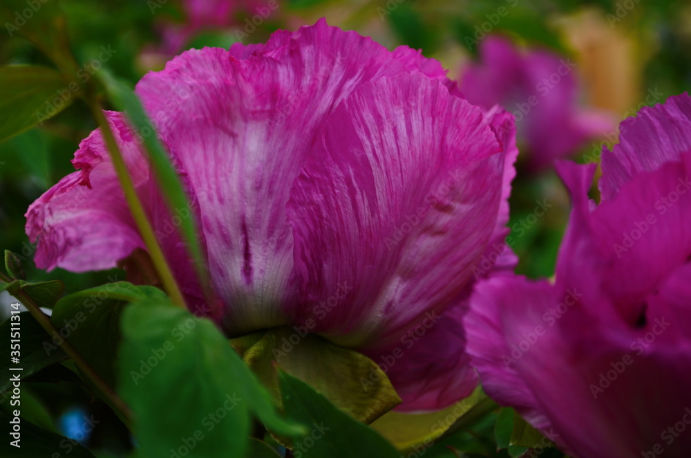 Naklejka premium Pink Tree Peony or Paeonia suffruticosa in park