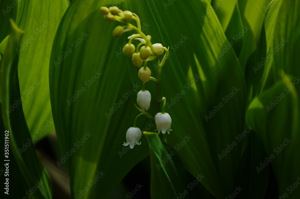 Flowers of Lily of the valley, Convallaria majalis Flowers of Lily of the valley, Convallaria majalis
