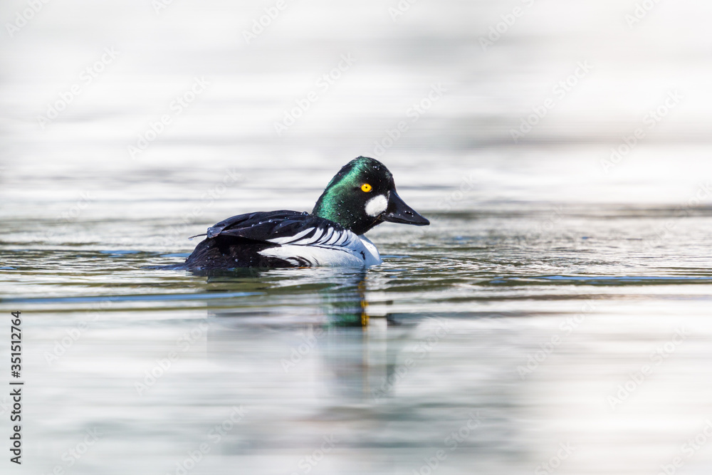 male goldeneye duck (bucephala clangula) mirrored on water surface male goldeneye duck (bucephala clangula) mirrored on water surface