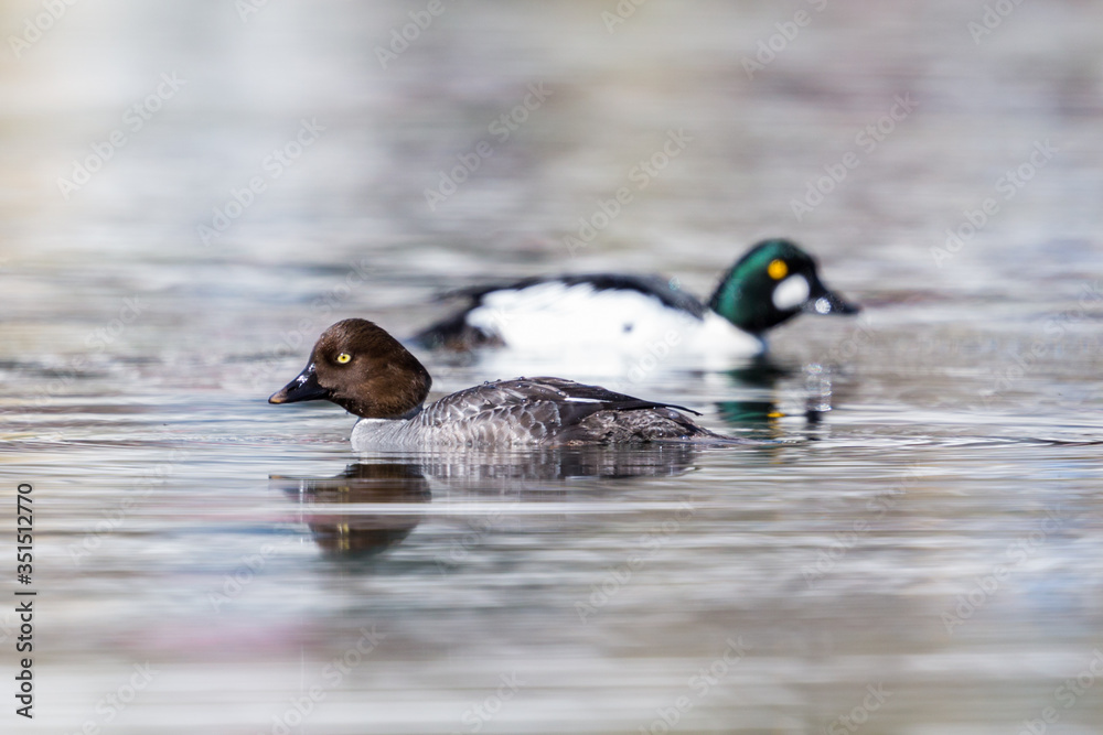 Φωτογραφία couple of goldeneye duck (bucephala clangula) swimming in water