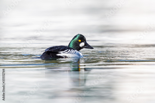male goldeneye duck (bucephala clangula) mirrored on water surface © Pascal Halder