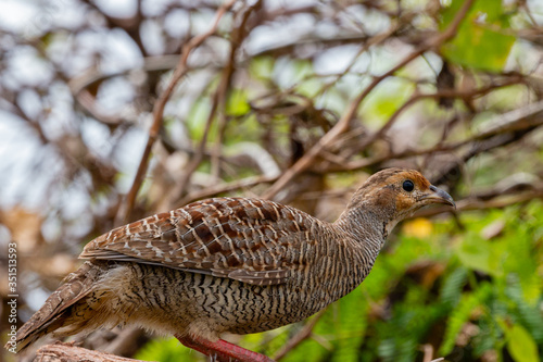 Grey Fancolin bird in wild. photo