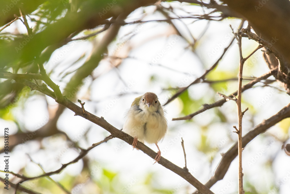 Common Tailorbird on lemon tree branch. Common Tailorbird on lemon tree branch.