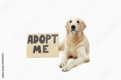 Dog waiting to be adopted © ImageHit