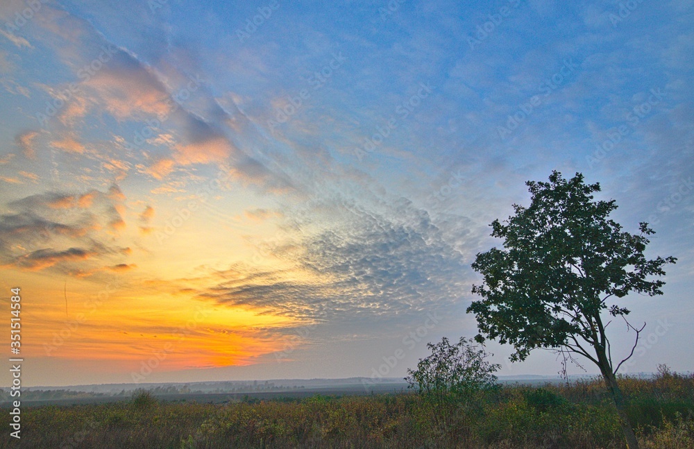 Fototapeta premium Zachód słońca i drzewo