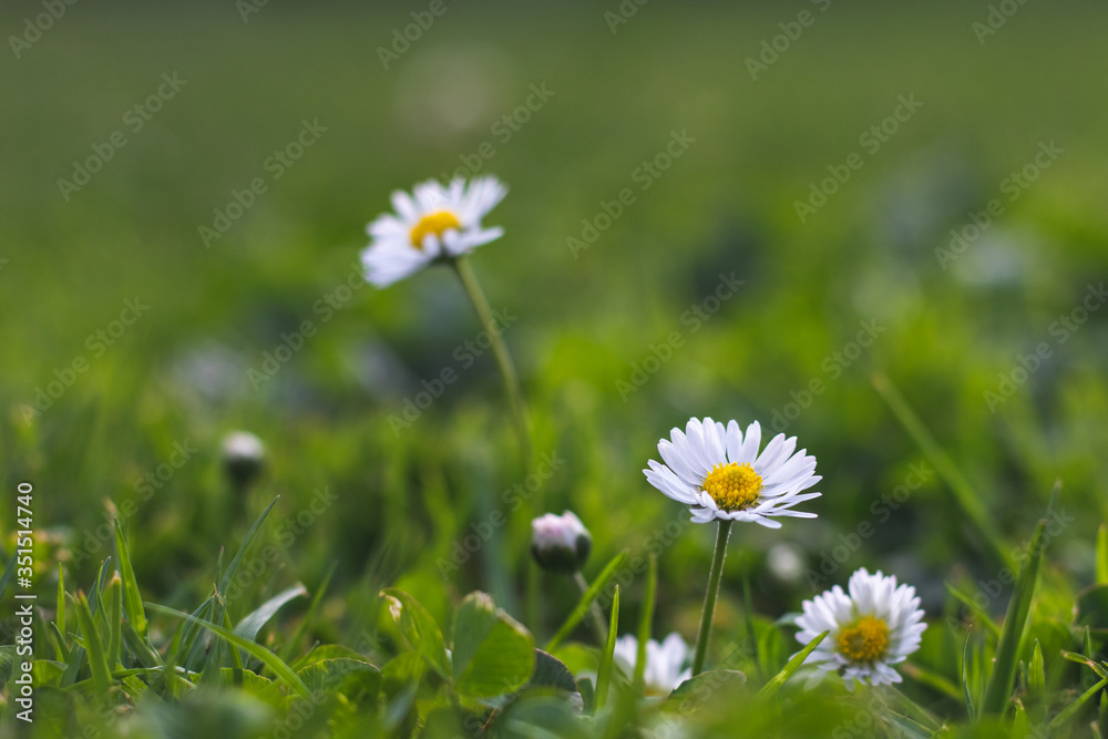 Daisy flowers with blurred background Daisy flowers with blurred background
