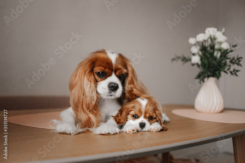 Valokuvatapetti cavalier king charles spaniel dog with her puppy indoors