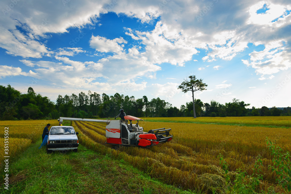 Combine harvester working on ricefield.Rice harvest