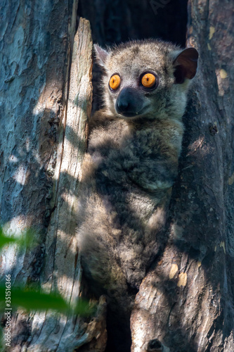 Little lemur hid in the hollow of a tree and watches photo