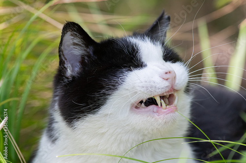 のんびり過ごす猫 白黒猫