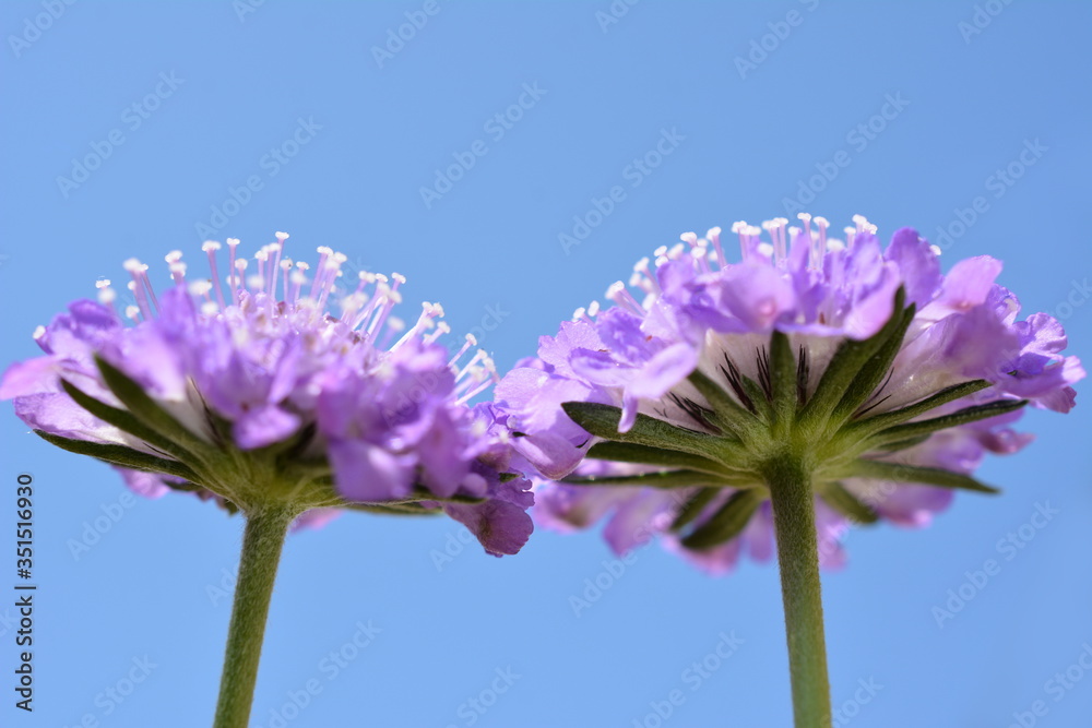 Φωτογραφία 次々と咲き続けて、かわいい花。スカビオサ。花イメージ素材
