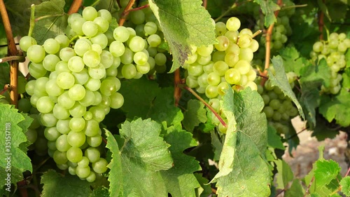 Ripe white grapes at harvest time