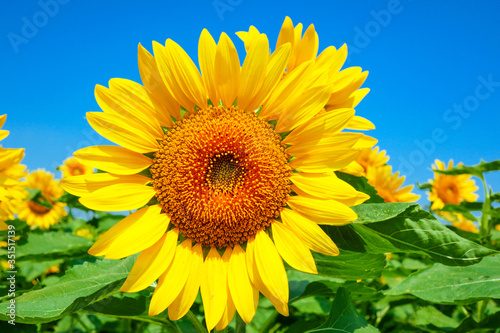 sunflower_2627