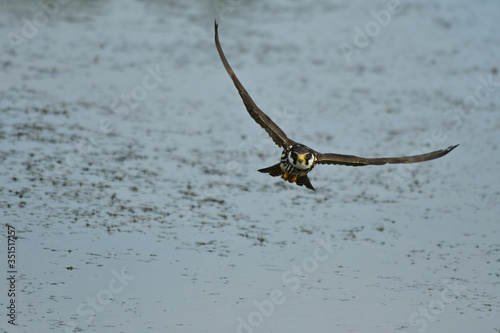 The Eurasian hobby Falco subbuteo in flight portrait