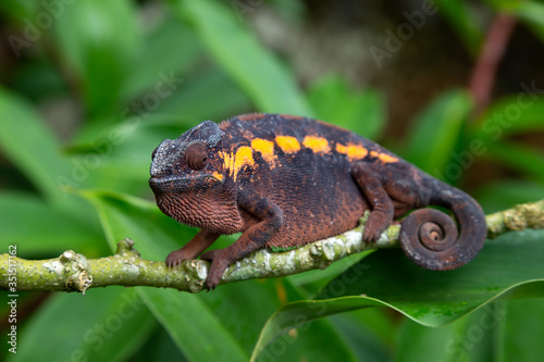 An earth-colored chameleon on a branch