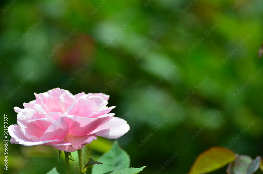ピンクのバラの花の背景画像