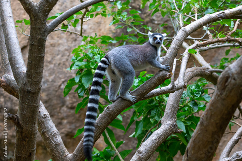 A ring-tailed lemur in its natural environment