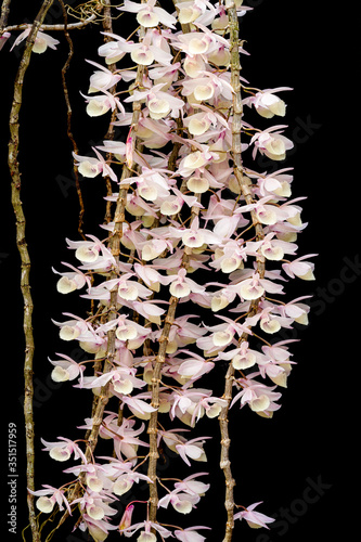 Group of pink Dendrobium aphyllum orchid flower blooming on black background photo